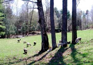 sheep mowing meadow
