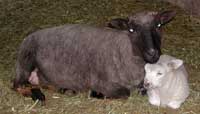 lamb&mom